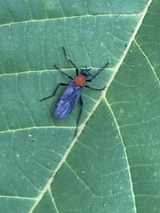 Plecia americana