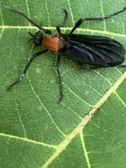 Plecia americana