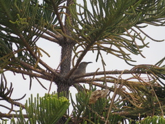 Toxostoma curvirostre