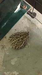 Anaxyrus fowleri