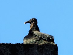 Coragyps atratus