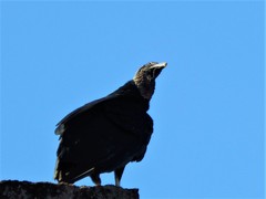 Coragyps atratus