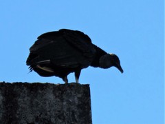 Coragyps atratus