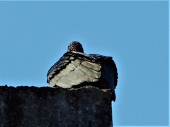 Coragyps atratus