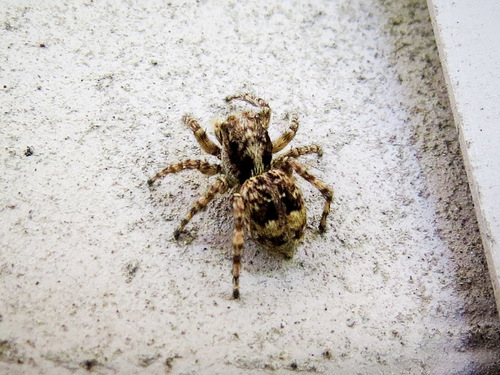 Asiatic Wall Jumping Spider