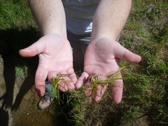 Triglochin scilloides