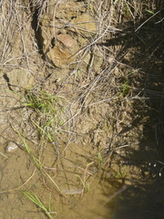 Triglochin scilloides