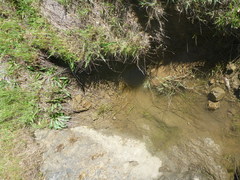Triglochin scilloides
