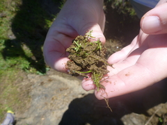 Callitriche marginata