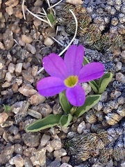 Primula angustifolia