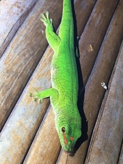 Phelsuma grandis