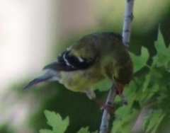 Spinus tristis