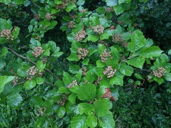 Crataegus calpodendron