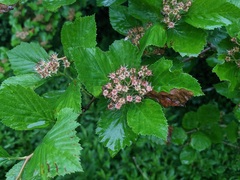 Crataegus calpodendron