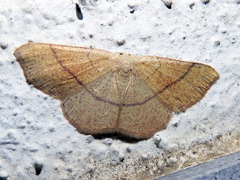 Cyclophora suppunctaria