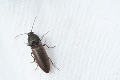 Acteniceromorphus spinosus