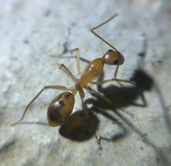 Camponotus maculatus