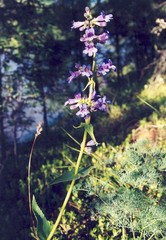 Penstemon wilcoxii