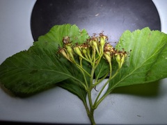 Crataegus calpodendron