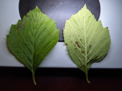 Crataegus calpodendron