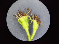 Crataegus calpodendron