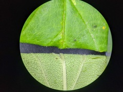 Crataegus calpodendron