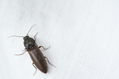 Acteniceromorphus spinosus