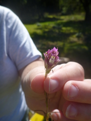 Castilleja densiflora densiflora