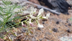 Astragalus chorinensis