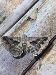 Acantholipes trimeni