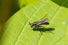 Rhaphium melampus