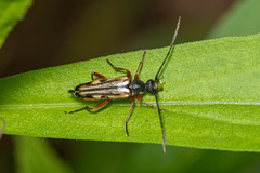 Analeptura
