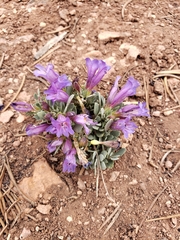 Penstemon caespitosus