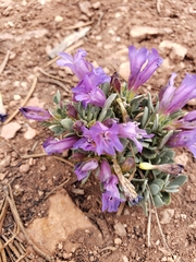 Penstemon caespitosus