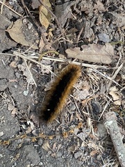 Pseudohemihyalea edwardsii