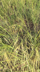 Nassella leucotricha