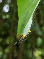 Gadirtha inexacta