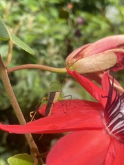 Anisoscelis gradadius