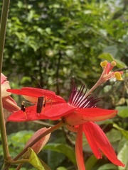 Anisoscelis gradadius