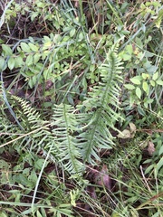 Asplenium platyneuron incisum