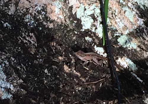 Brown Anole