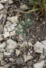 Astragalus nuttallianus austrinus