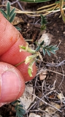 Astragalus nuttallianus austrinus