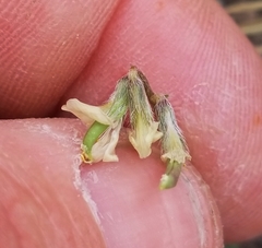 Astragalus nuttallianus austrinus