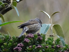 Leptasthenura andicola