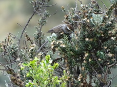 Leptasthenura andicola
