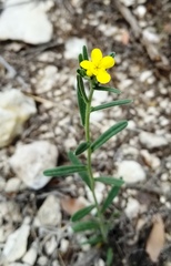 Lithospermum mirabile