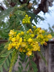 Senna siamea