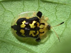 Deloyala guttata