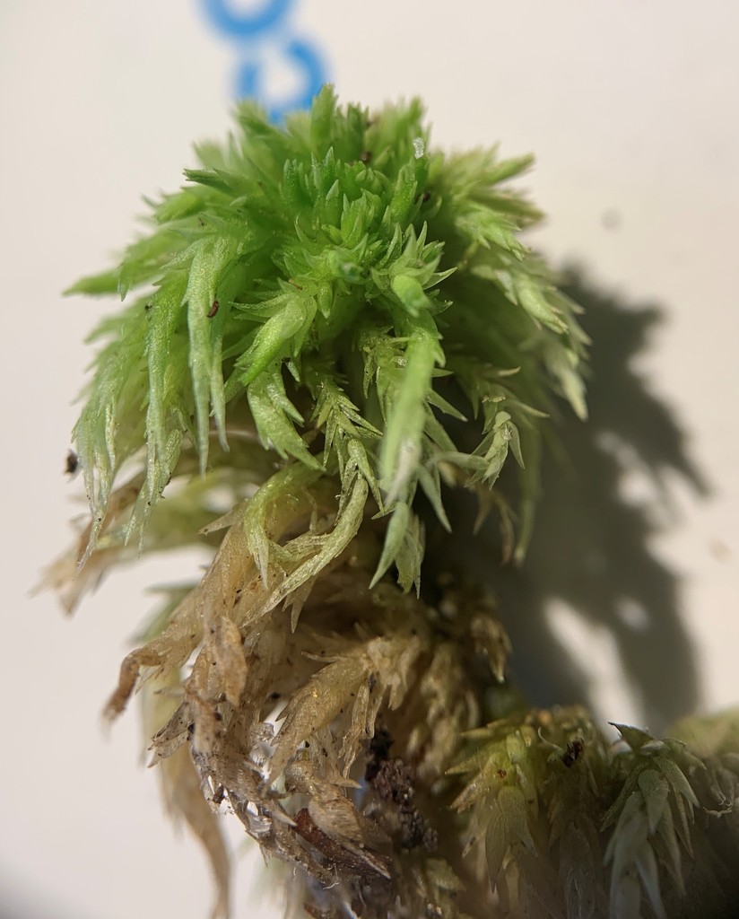 Sphagnum missouricum